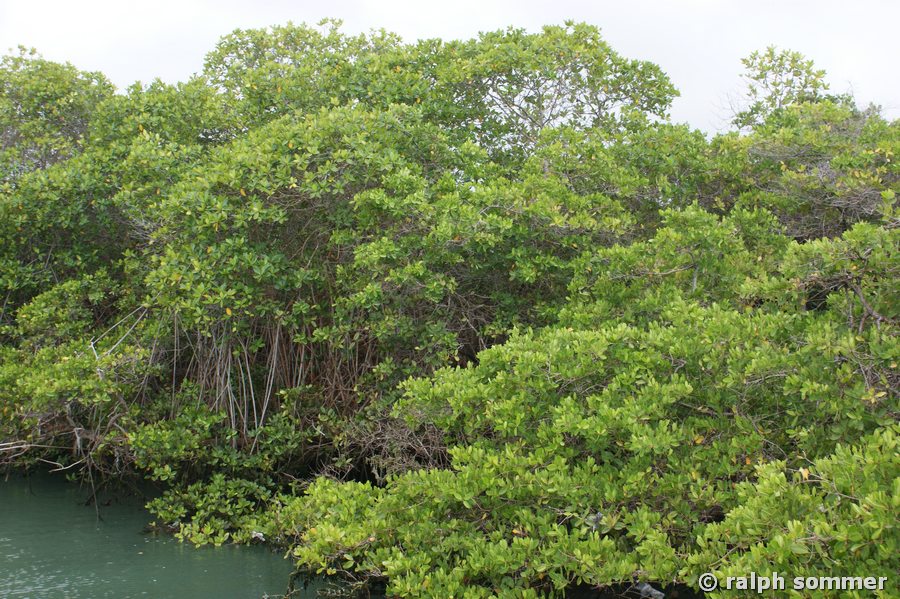 Rote Mangroven mit Stelzwurzeln Galapagos