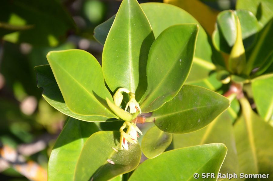 Schwarze Mangrove Blüte Galapagos