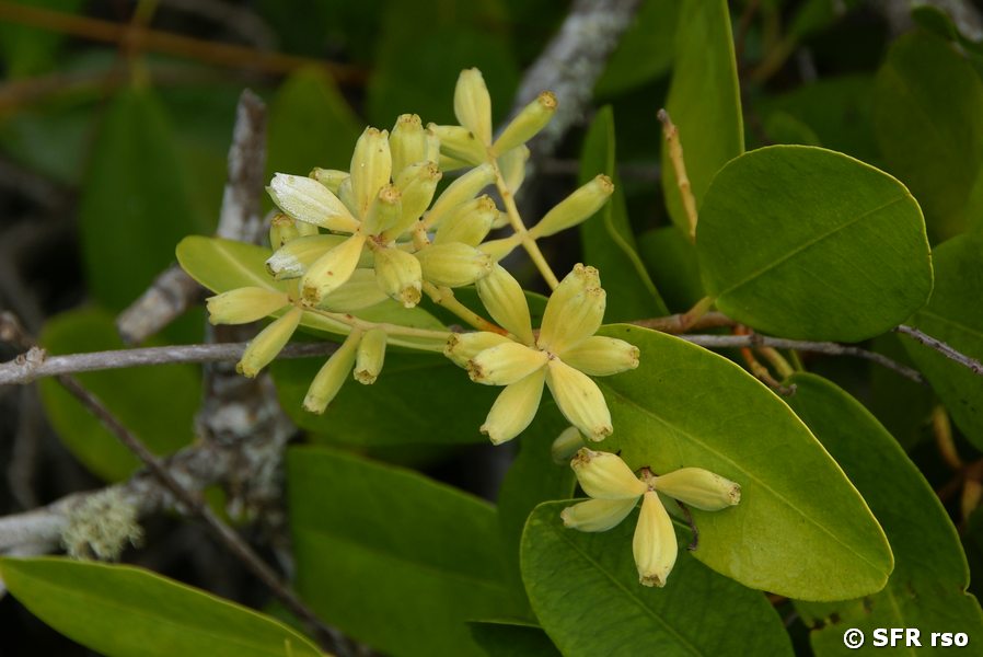 Weiße Mangrove Blüte Galapagos