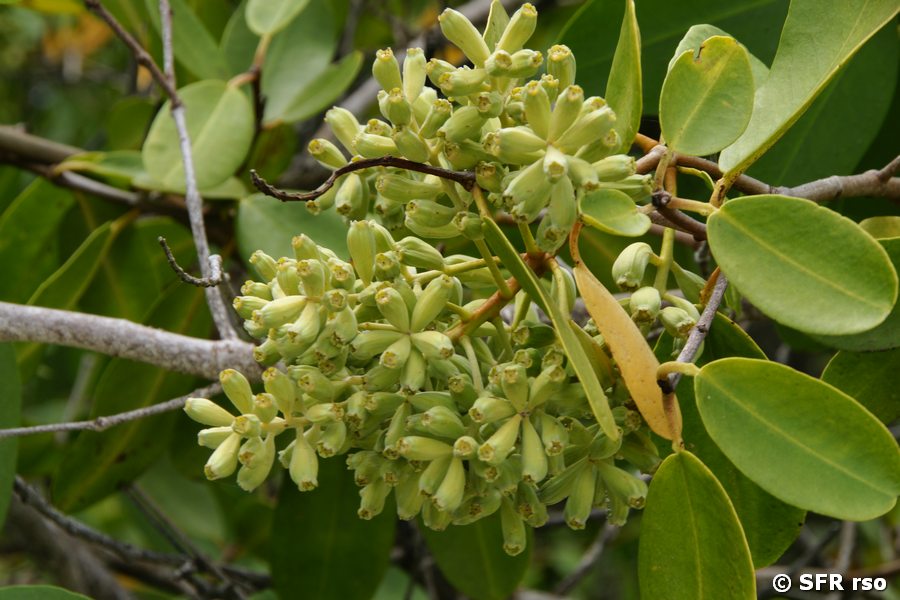 Weiße Mangrove Blüten Santa Cruz Galapagos