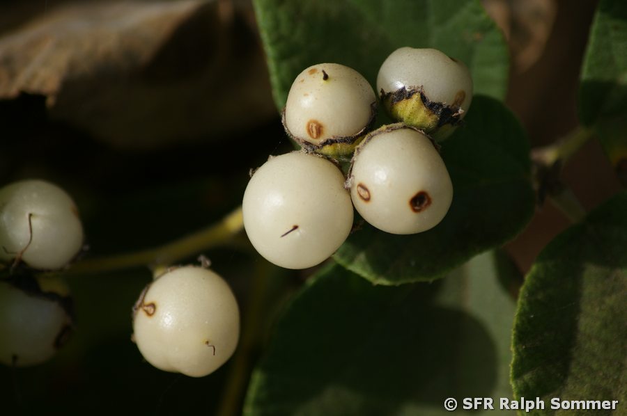 Muyuyo Cordia Lutea Beeren Galapagos