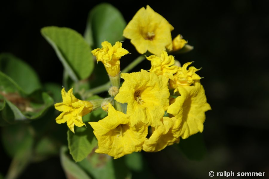 Muyuyo Cordia Lutea Blüte Galapagos