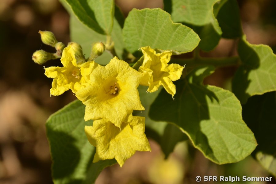 Muyuyo Cordia lutea Blüten Galapagos