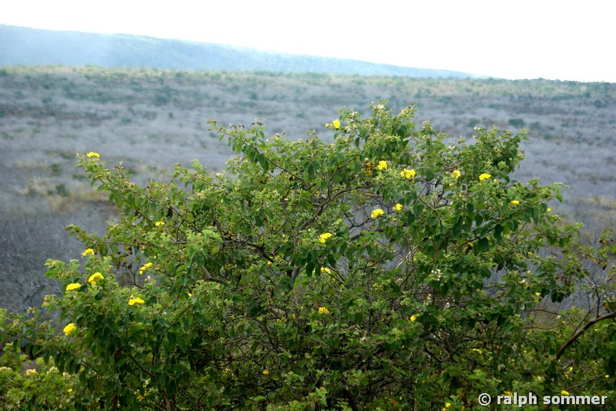 Muyuyo Cordia lutea gelber Strauch Insel Isabela Galapagos