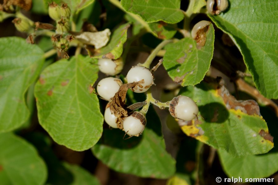 Muyuyo Cordia lutea weiße Früchte Galapagos