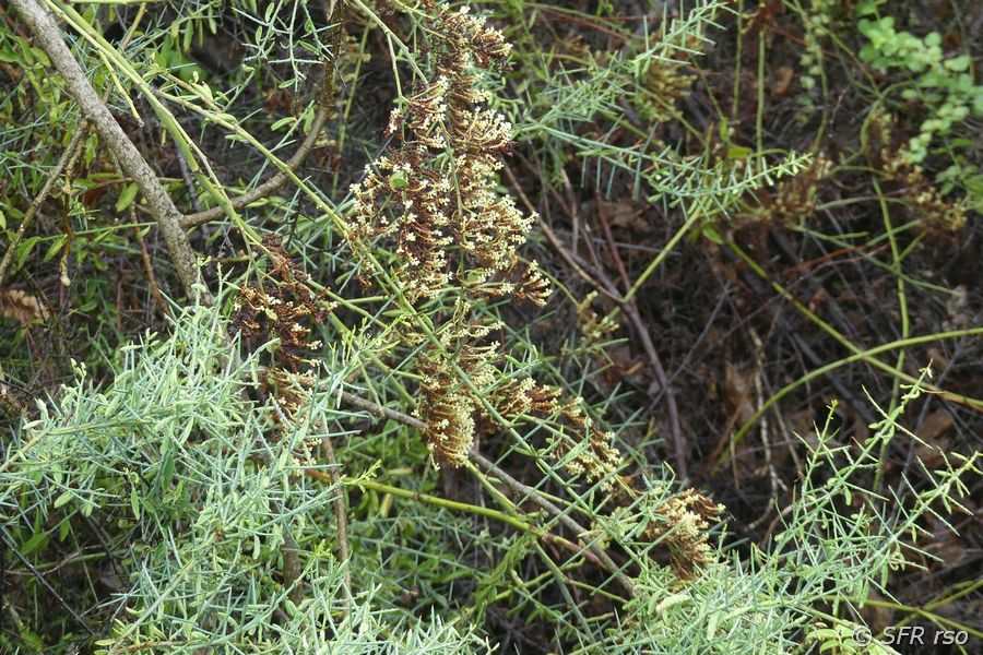 Scutia spicata pauciflora Dornbusch Galapagos