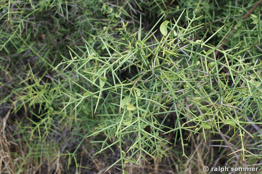 Scutia spicata pauciflora Dornbusch Trockenzone Galapagos