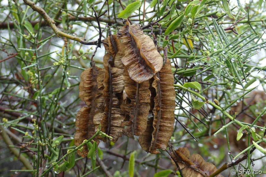 Scutia spicata pauciflora Samenstand Galapagos