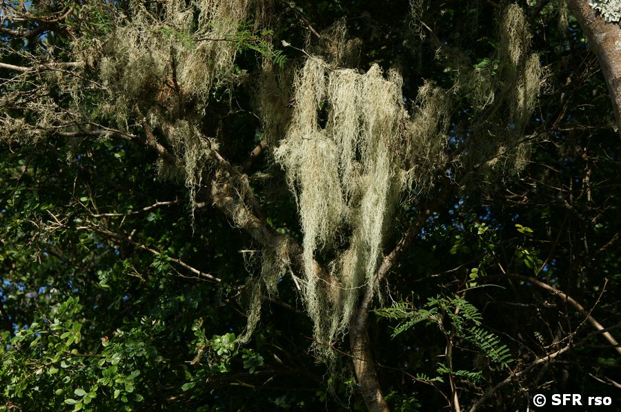 Tillandsia bromeliaceae usneoides spanisches Moos Hochland Galapagos
