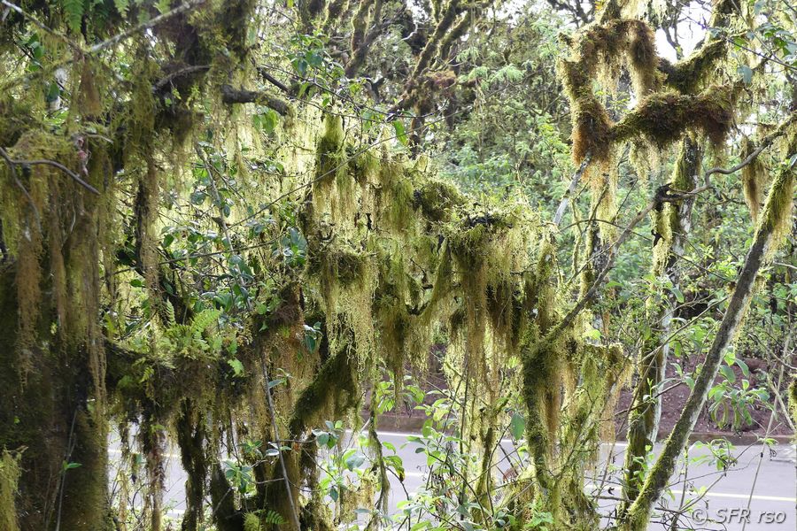 Tillandsie Bromeliengewächs Galapagos