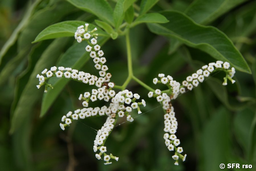 Tournefortia pubescens Santa Cruz Galapagos