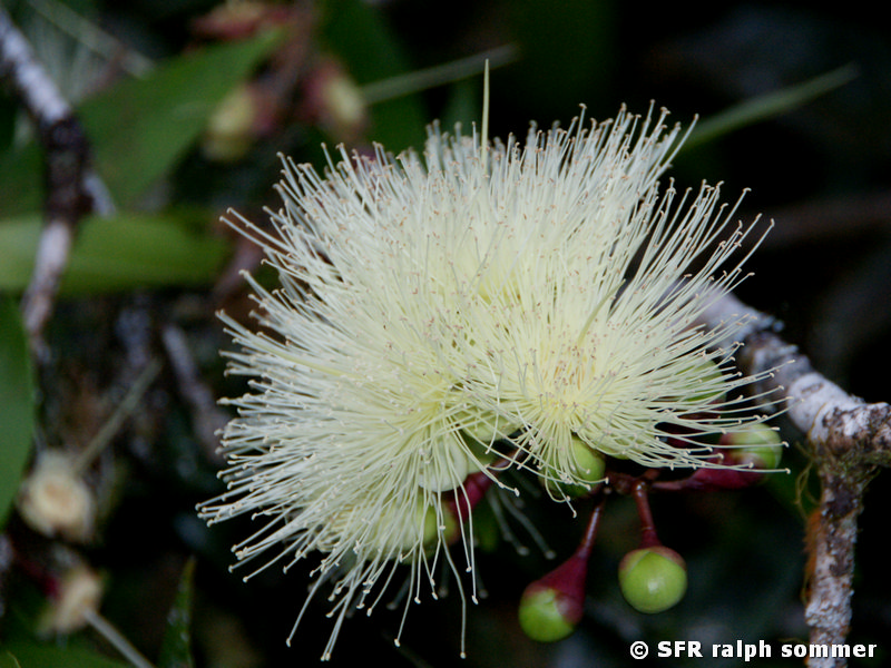 Wasserjambose Syzygium aqueum Blüte Galapagos