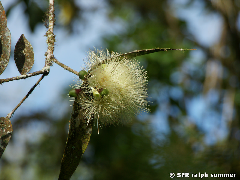 Wasserjambose Syzygium aqueum Galapagos