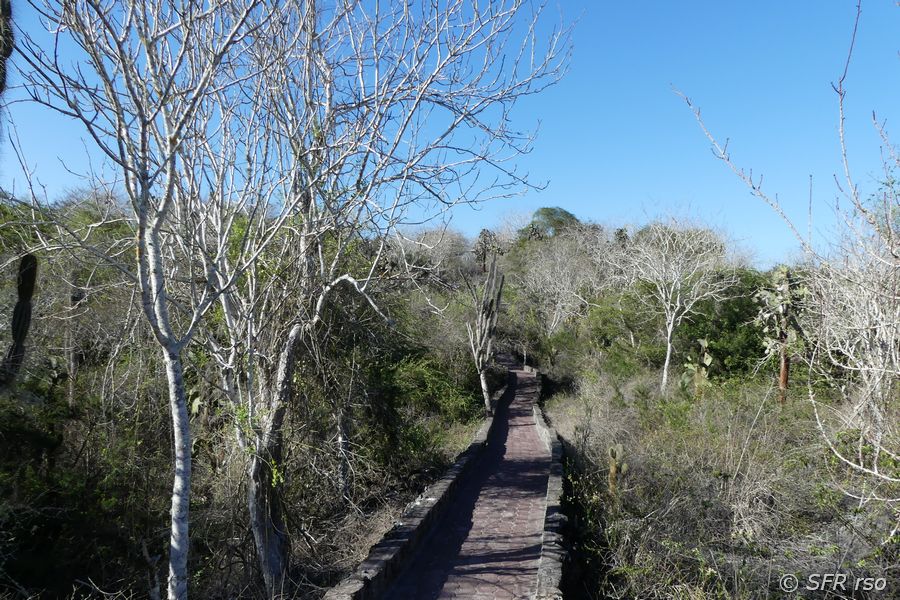 Weihrauchbaum Lehrpfad San Cristobal Galapagos