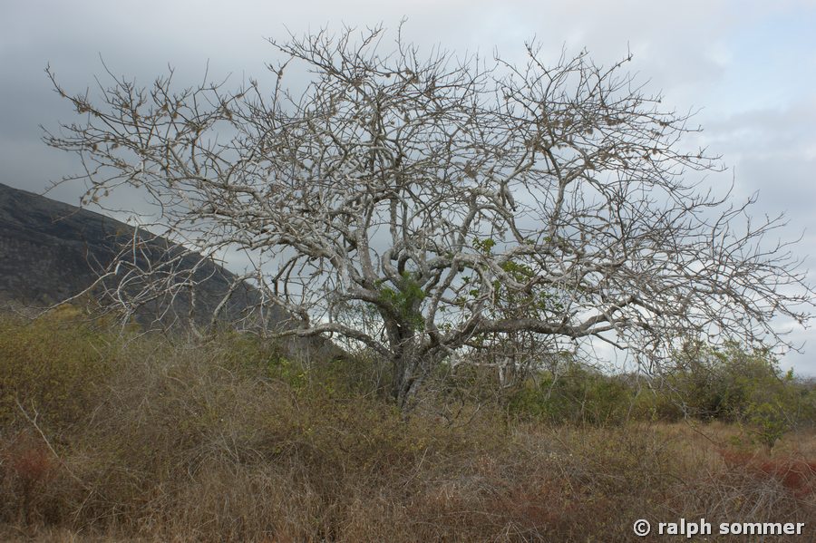 Weihrauchbaum Palo santo Insel Floreana Galapagos