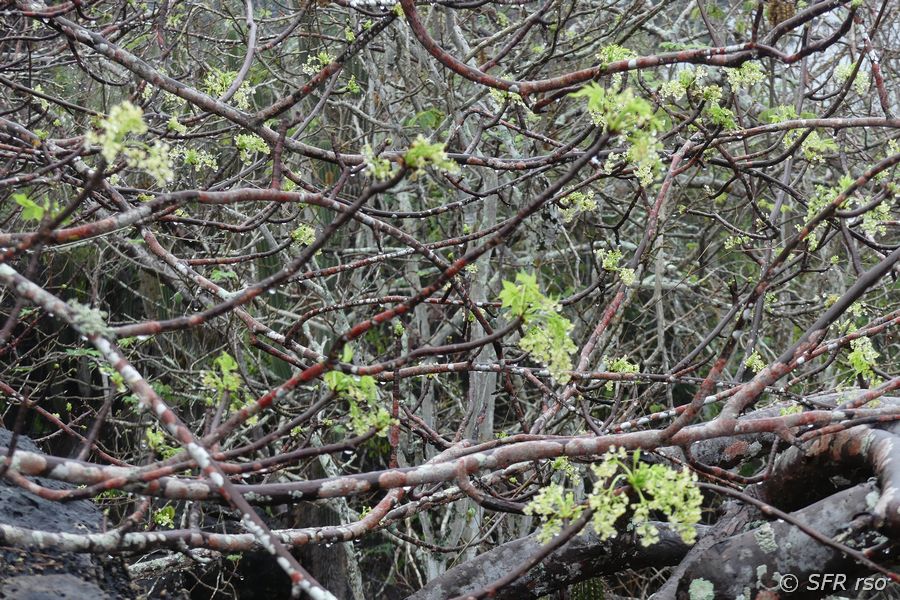 Weihrauchbaum Palo santo Baum neue Blätter Insel San Cristobal Galapagos