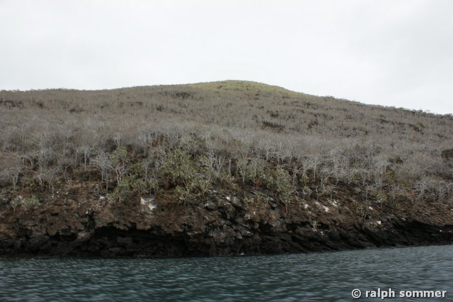 Weihrauchbaum Palo santo Wald Insel Rapida Galapagos