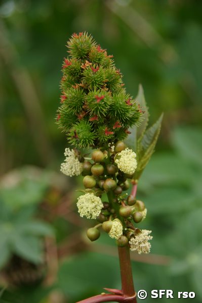 Wunderbaum Ricinus communis Samenkapseln und Blüten Galapagos