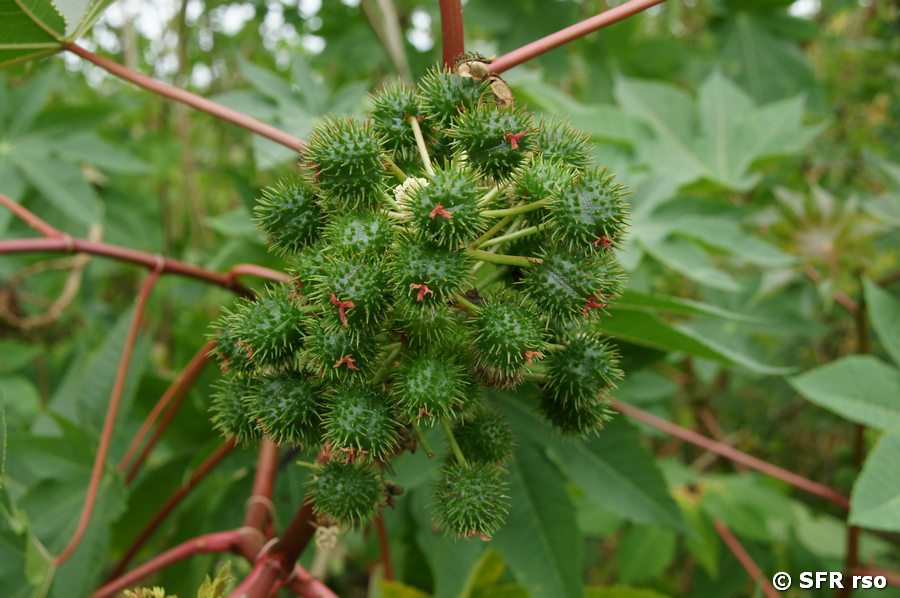 Wunderbaum Ricinus communis Samenkapseln Insel Isabela Galapagos