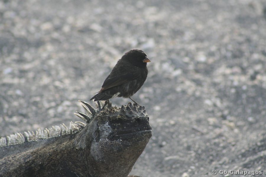 Grundfink auf Meerechse Galapagos