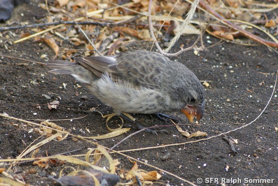 Grundfink Galapagos