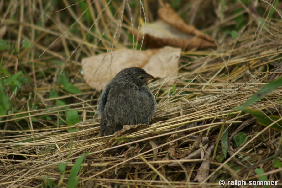 Jungvogel Dickschnabel Darwinfink Galapagos