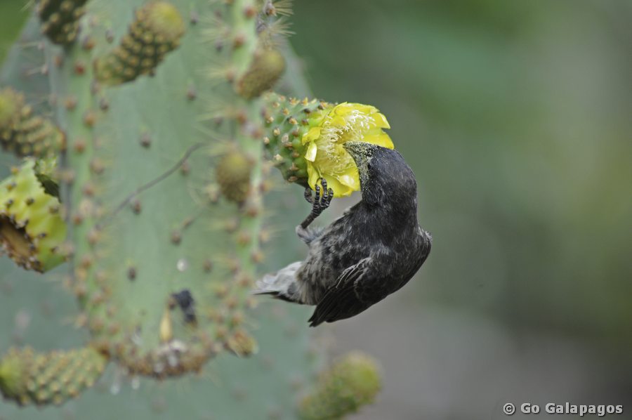 Kaktusfink an Opuntienblüte Galapagos