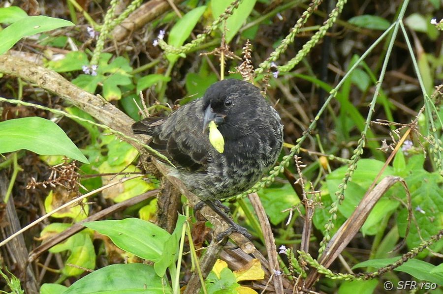 Kaktusfink mit Blüte Galapagos
