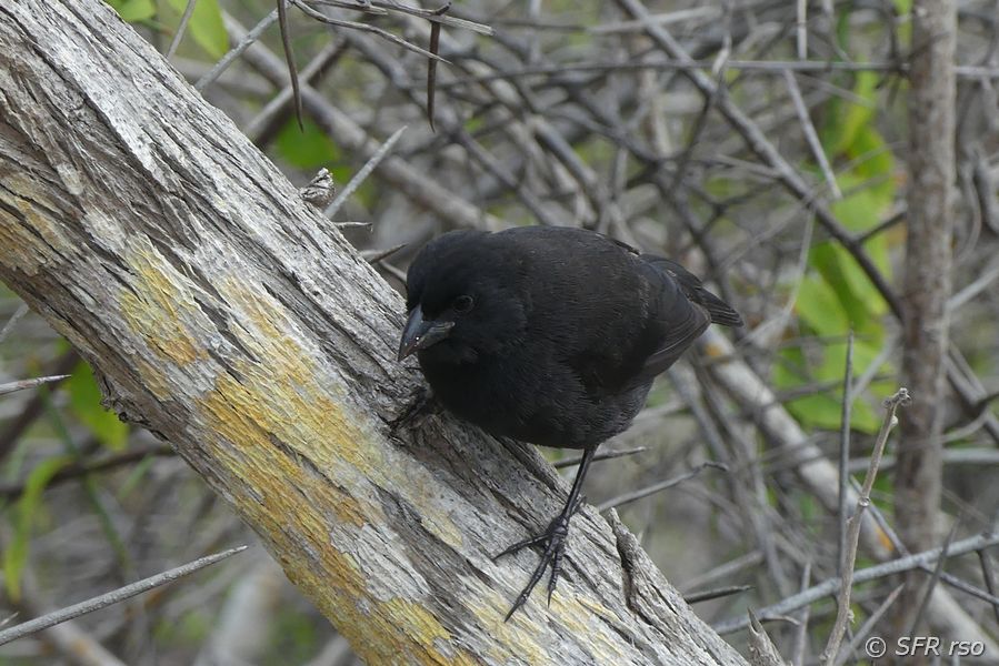Spitzschnabel Grundfink auf Ast Galapagos