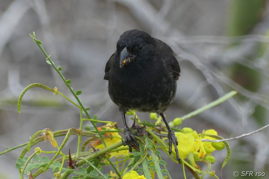 Spitzschnabel Grundfink Galapagos