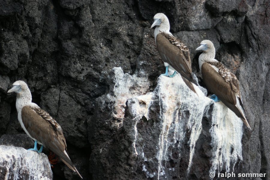 Blaufusstölpel Sula nebouxii an Steilklippe Insel Rapida Galapagos