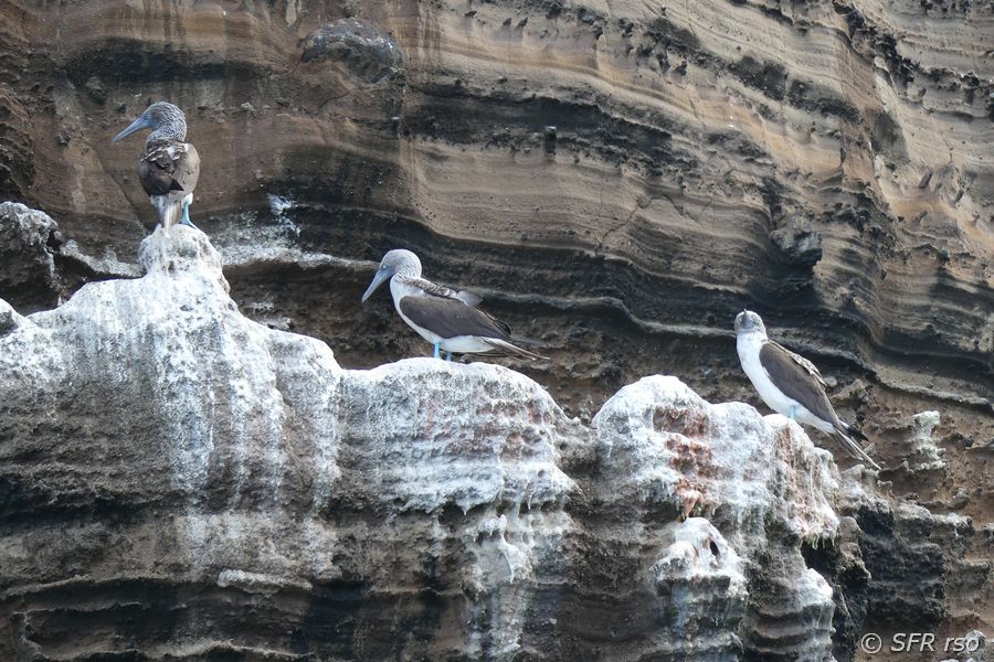 Blaufusstölpel Sula nebouxii an Steilklippe Isabela Galapagos