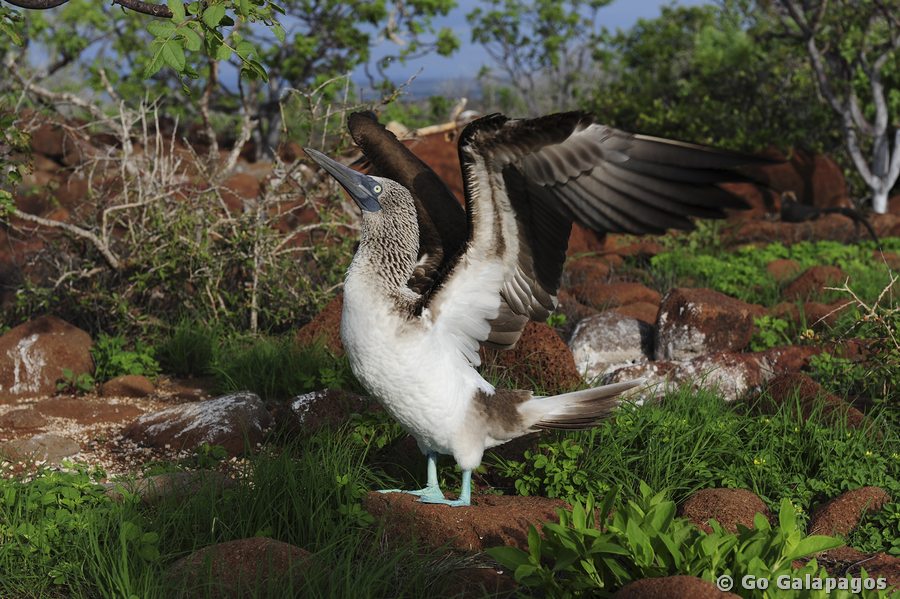 Blaufusstölpel Sula nebouxii Balztanz Galapagos