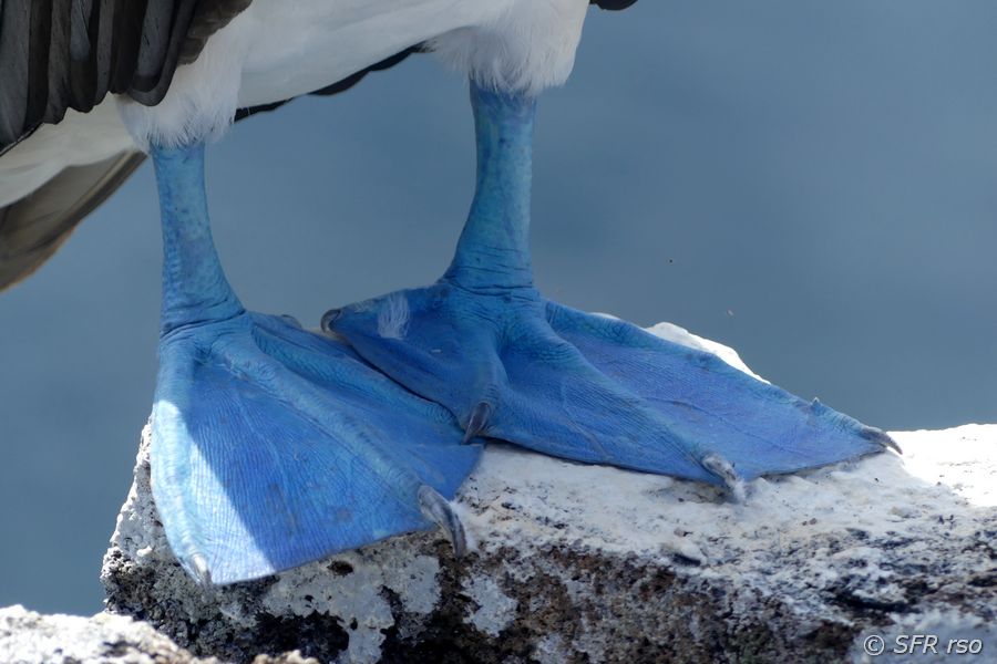 Blaufusstölpel Sula nebouxii Füsse auf Lavastein Galapagos