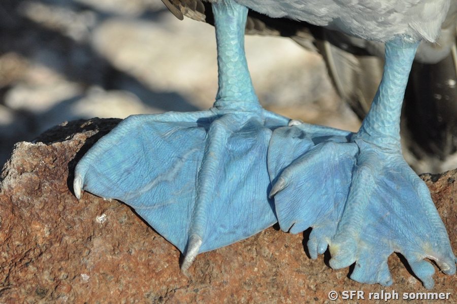 Blaufusstölpel Sula nebouxii Fuesse mal traetiert Galapagos