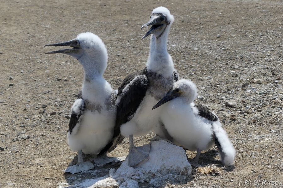 Blaufusstölpel Sula nebouxii Jungvögel auf Espanola Galapagos