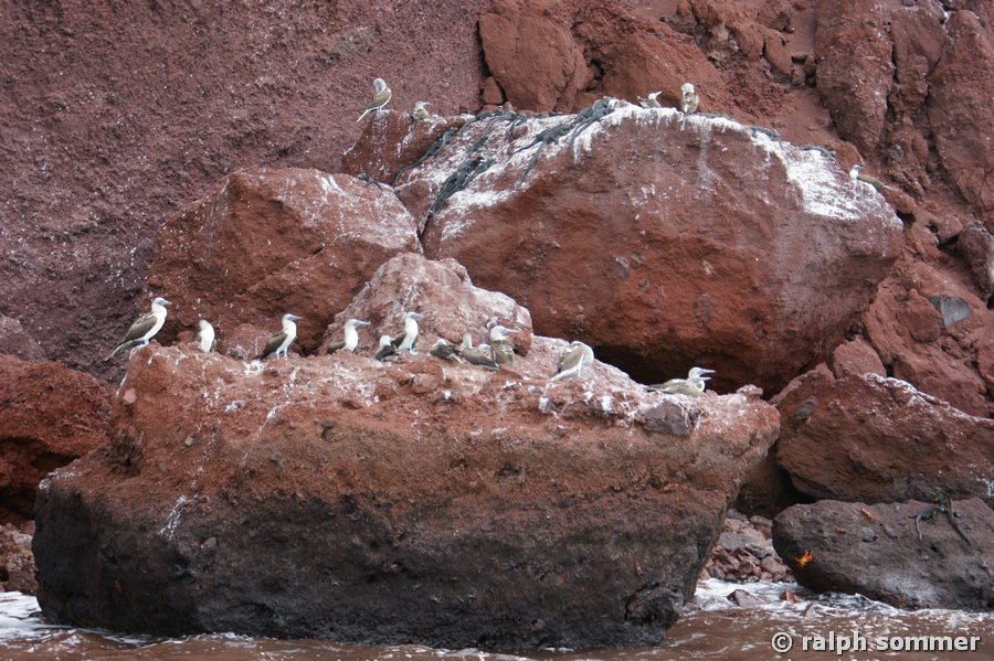 Blaufusstölpel Sula nebouxii Kolonie auf Rapida Galapagos