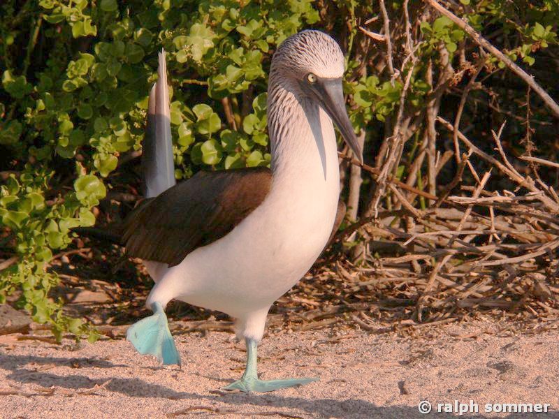 Blaufusstölpel Sula nebouxii m Balztanz Galapagos