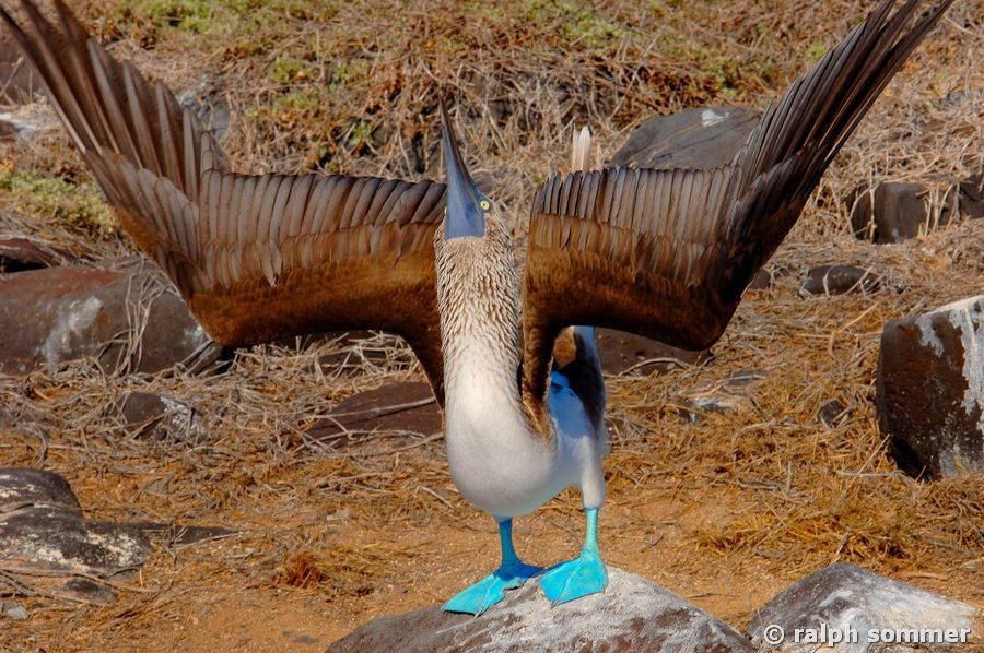 Blaufusstölpel Sula nebouxii m auf Stein Galapagos