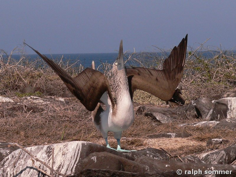Blaufusstölpel Sula nebouxii m sky pointing Espanola Galapagos