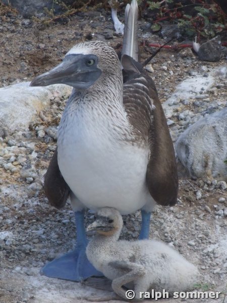 Blaufusstölpel Sula nebouxii mit Kücken Galapagos