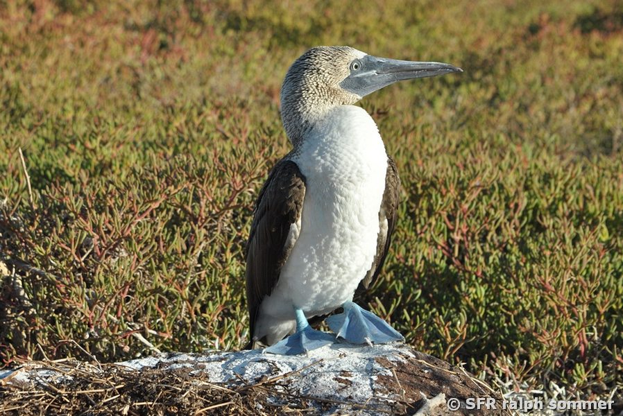 Blaufusstölpel Sula nebouxii Nistplatz Nord Seymour Galapagos
