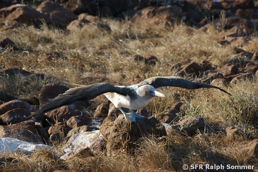 Blaufusstölpel Sula nebouxii startend Galapagos