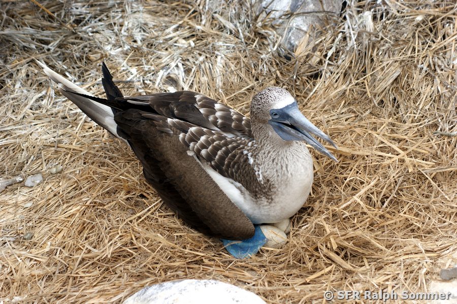 Blaufusstölpel Sula nebouxii w brütend Galapagos