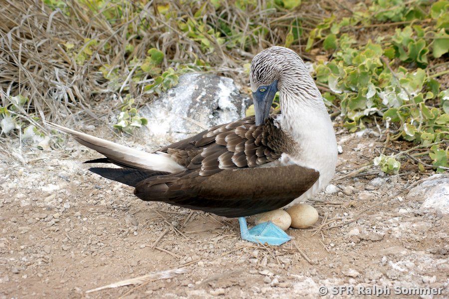 Blaufusstölpel Sula nebouxii w Eier Galapagos