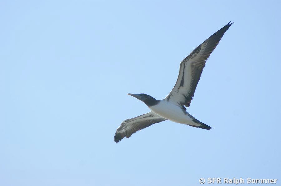 Blaufusstölpel Sula nebouxii w im Flug Galapagos