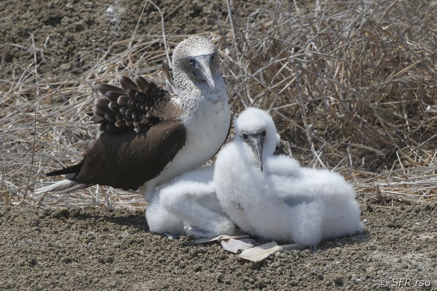 Blaufusstölpel Sula nebouxii w juvenil Galapagos