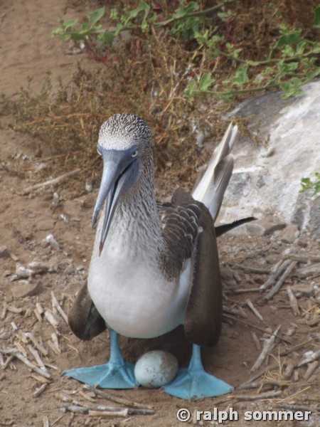 Blaufusstölpel Sula nebouxii w mit Ei Galapagos