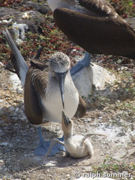 Blaufusstölpel Sula nebouxii w Kücken Galapagos