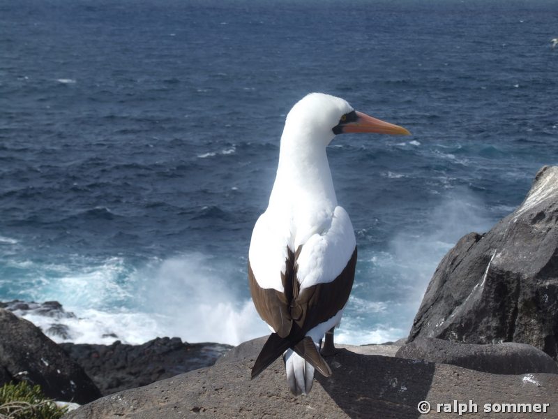 Maskentölpel Sula dactylatra am Blasloch Insel Espanola Galapagos